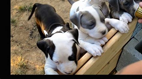 American Staffordshire Terrier Puppies 5 Weeks Youtube