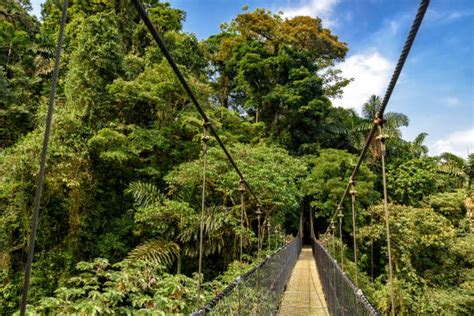 Virgin Jungle Stock Photos Pictures And Royalty Free Images Istock