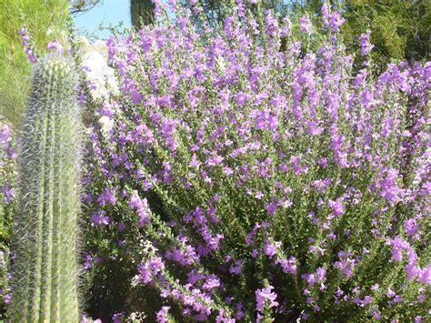 Purple flowering bushes in arizona. Sage bushes with Purple Flowers bring life to the desert ...