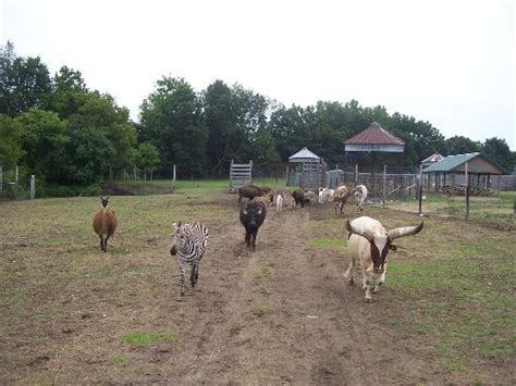 Dutch Creek Farm Animal Park Shipshewana 2018 All You Need To Know