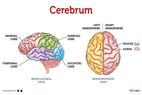 What Parts Of The Brain Make Of The Cerebrum