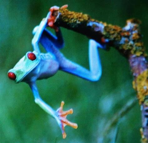 Exotic Frogs Photograph By Gunter Hortz