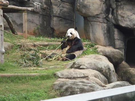 Reese In The Bamboo Forest Picture Of Zoo Atlanta Atlanta Tripadvisor