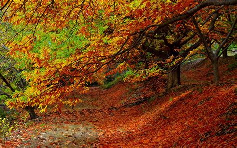 Forest Autumn Foliage Trees 2016 Scenery Hd Wallpaper Preview