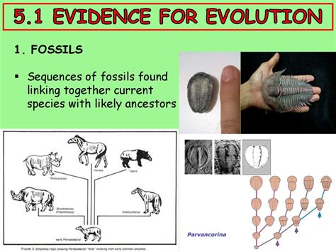 Evidence For Evolution Online Presentation