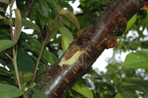 11 Cherry Tree Diseases And How To Treat Them Rhythm Of The Home