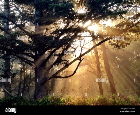 Light Rays Shine Through The Fog In A Forest In Oregon Stock Photo Alamy