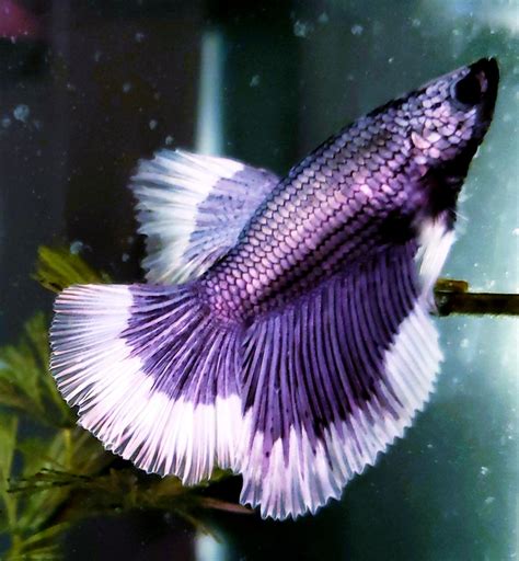 Purple Betta Fish 1 Are You Looking For Free Purple Betta Fish