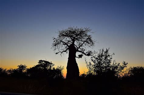 Baobab Mapungubwe Limpopo South Africa Africa Limpopo South Africa