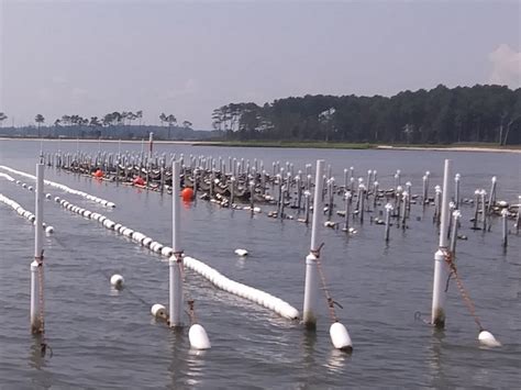 The Inland Bays Oyster Experience — Delaware Sea Grant