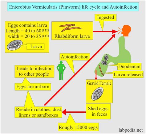 Enterobius Vermicularis Pinworms Diagnosis And Treatment