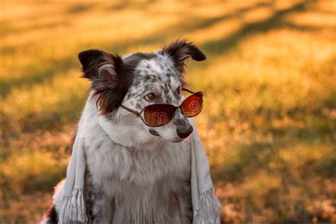 Dog Wearing Sunglasses And Scarf Stock Image Image Of Bored Alone