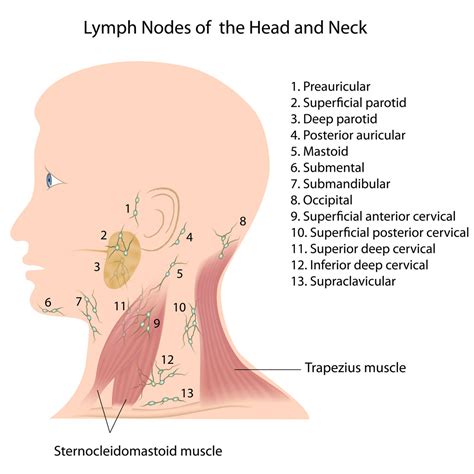 Common areas where you might notice swollen lymph nodes. Lymph Node Biopsy - Call Fort Worth ENT & Sinus For More ...