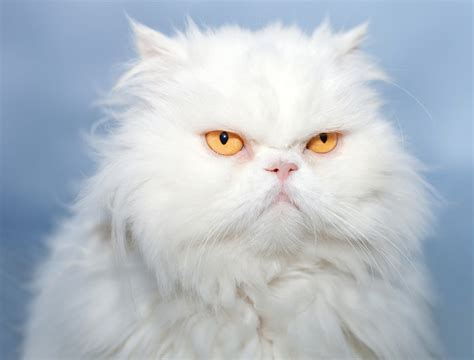 Persian Cat Breed Types Personality Caring Health Issues