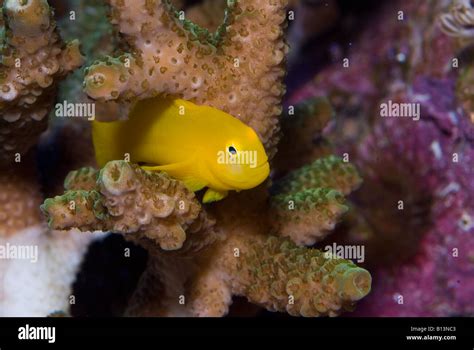 Picture Yellow Coral Goby Hi Res Stock Photography And Images Alamy