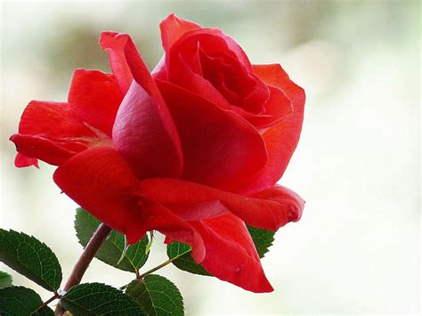 Rose Beauty Of Flowers Free Download Flowers For Flower Lovers