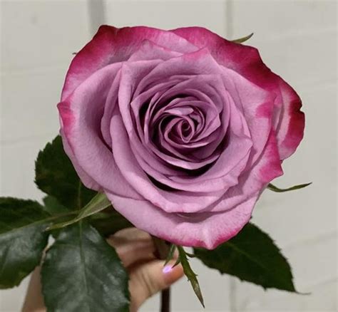 Rose Deep Purple Standard Rose Roses Flowers By Category Sierra