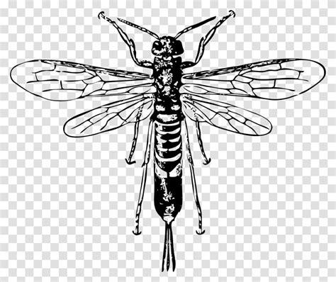 Onlinelabels Clip Art Insect Invertebrate Animal Mosquito