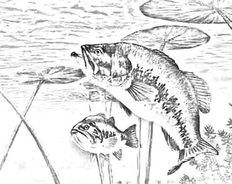 It is seldom found in water deeper than 18 feet. Bass Fish Waiting For Target Coloring Pages : Best Place ...