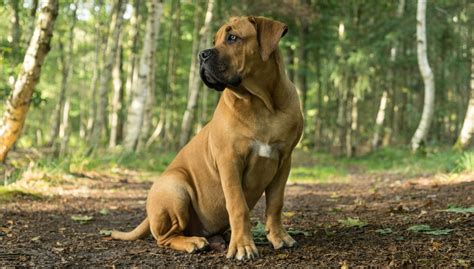 They are both a family member and a family protector kind of sounds like a labrador huh. Black South African Boerboel For Sale Top Dog Information ...