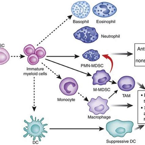 Cancer Cells Inhibit The Maturation Of Immature Myeloid Cells Into