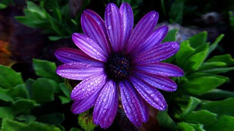 Flowers hd wallpapers in high quality hd and widescreen resolutions from page 2. Aster Flower Dark Purple Color With Water Droplets Full Hd ...