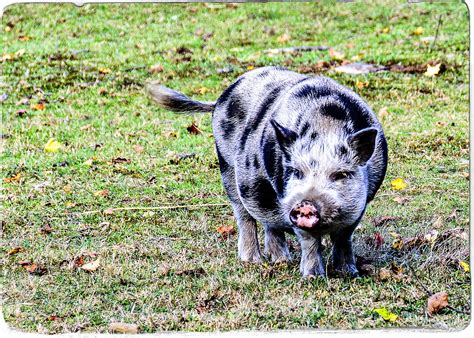 A Friendly Spotted Pig Mclarens Farm Seth Anderson Flickr