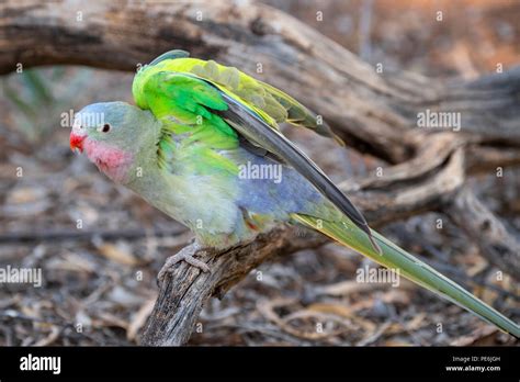 Australia Northern Territory Alice Springs Princess Parrot Aka Queen