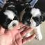 2 Shih Tzu Puppies Offer €300