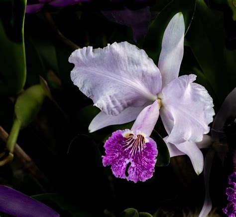 Orchid Cattleya Trianae Dream Clarification Pegasus Products