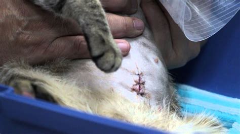 Spaying A Pregnant Cat Part 2 Post Op Handing Over Inspection Youtube