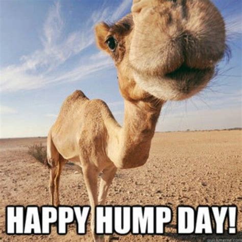 Happy Hump Day Funny Hump Day Memes Camels Funny Camels