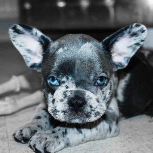 Don't miss what's happening in your neighborhood. Mini French Bulldog- Meet a big dog in a tiny body ...