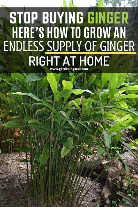 Stop Buying Ginger Heres How To Grow An Endless Supply Of Ginger Right At Home Growing