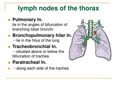 Ppt The Lymphatic System Powerpoint Presentation Free Download Id