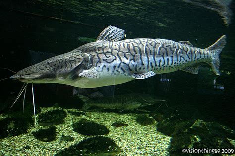 Tiger Shovelnose Catfish Stapeley Water Gardens Nantwich Flickr