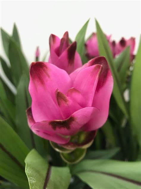 Our Care Guide For Siam Tulips Curcuma
