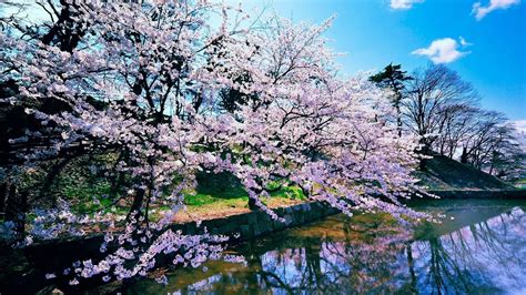 Japan Cherry Blossom Tree Wallpapers Top Free Japan Cherry Blossom