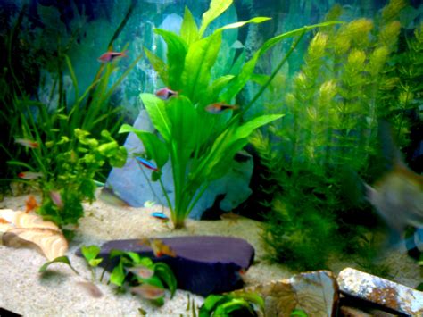 Ooreka.fr vous présente son guide sur les plantes : Les plantes d'aquarium et CO2 - Animalerie spécialiste en ...