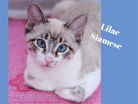 Siamese cats have very distinct patterns called points. Sensational Siamese Cats - 7 Exciting Facts that will Surprise