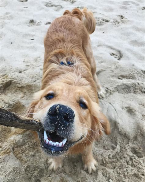 Adorable Golden Retriever Playing With A Stick In The Beach Dogs
