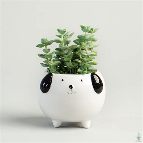 Dog Planter Indoor House Plants Delivery Canada