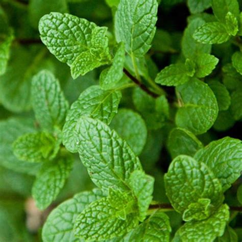 Interesting Facts About Mentha Pudina Plant You Must Know