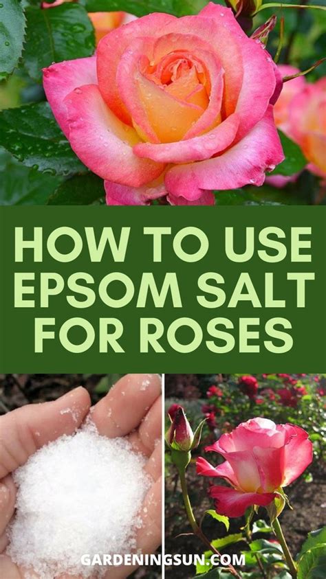 How To Use Epsom Salt For Roses Epsom Salt For Roses Organic Gardening Tips Foliar Spray