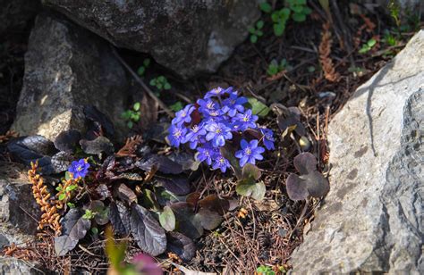 Hepatica Plant Care And Growing Guide