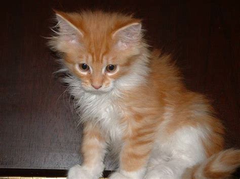Orange Maine Coon The Ultimate Guide