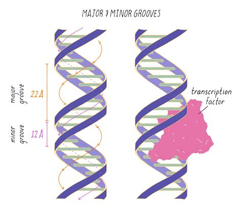 Structure Of DNA Presentation
