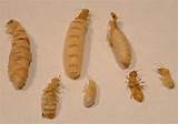 Pictures of Baby Termite Pic