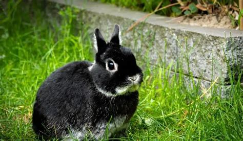 Black Rabbit Breeds 11 Black Pet Rabbit Breeds Hutch And Cage