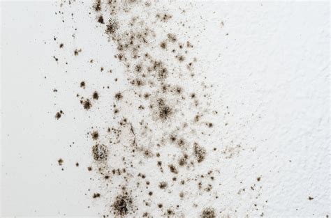 Black Mold Symptoms How To Get Rid Of Black Mold Apartment Therapy